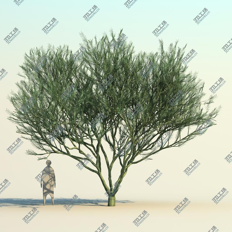 images/goods_img/2021040162/Desert Museum Tree model/5.jpg